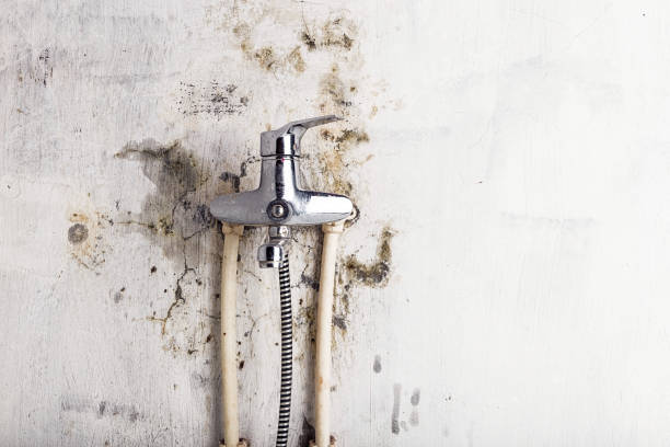 Professional Mold Remediation in Ivey, GA