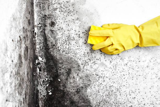 Best Black Mold Remediation in Ivey, GA