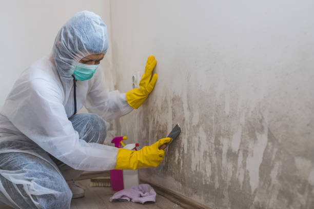 Best Industrial Mold Remediation in Ivey, GA