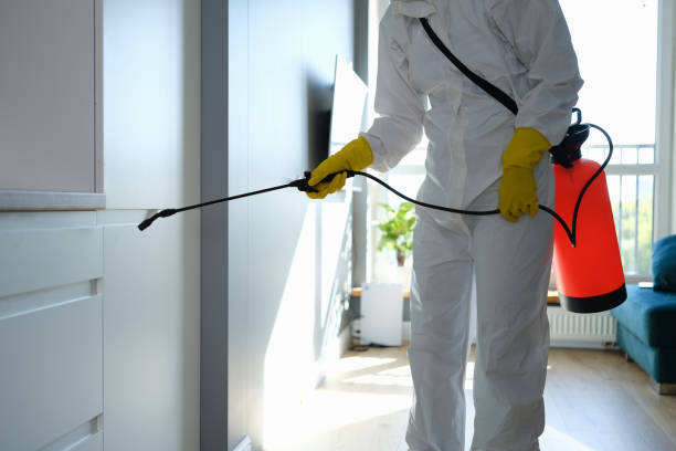 Best Black Mold Remediation in Ivey, GA
