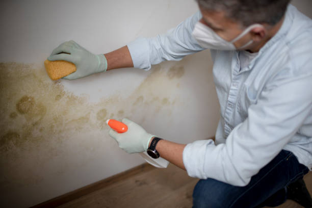 Best Post-Flood Mold Remediation in Ivey, GA