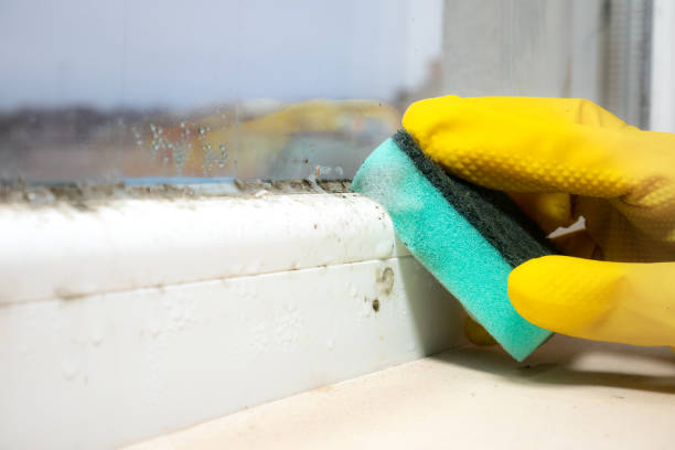 Best Post-Remediation Services in Ivey, GA