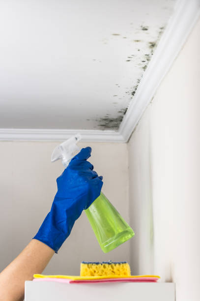 Best Mold Testing and Inspection Services in Ivey, GA